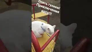Гуляем с котом! 
