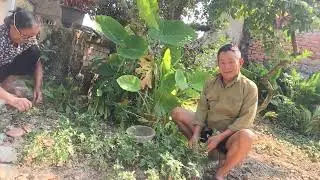 Làm đất để trồng một số loại rau thơm