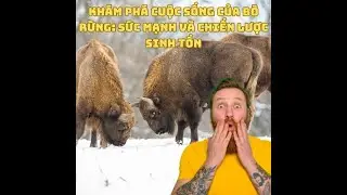 Khám Phá Cuộc Sống Của Bò Rừng: Gã Khổng Lồ Của Cánh Rừng Hoang Dã ,Sức Mạnh Và Chiến Lược Sinh Tồn