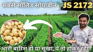 98 दिन में 21 क्विंटल/हेक्टेयर उत्पादन देने वाली नवीनतम सोयाबीन किस्म Js-2172 | #soyabean | #variety