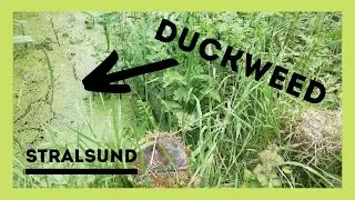 Wetlands | DUCKWEED. A floating aquatic plant that covers the surface of water bodies. Stralsund |