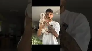 funny videos with animals (try not to laugh)