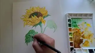 How to paint a beautiful Sunflower 🌻 #watercolorpainting