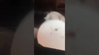 Dog balances plate eats crumbs