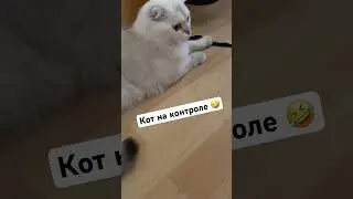 Кот на привязи 🤪#cat #pets #юмор #кисёныши #смешныеживотные #шортс #animals