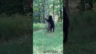 Watch this bear quickly climb a tree #2024 #new #blackbear #wow #climbing #fast #trailcam #bear