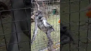 ЗОЖ обезьяна. Зоопарк Сказка Олега Зубков, Ялта Крым