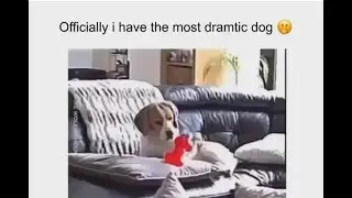 Your Daily Internet Scoop #3