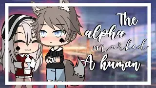 💫The alpha marked a human💫 || GLMM || GACHA life mini movie ||