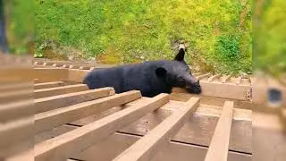 Шокуючі моменти! Ведмідь / Лев / Слон