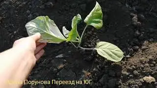 Обзор огорода, выгул для индюшат, короче трешь в разгаре