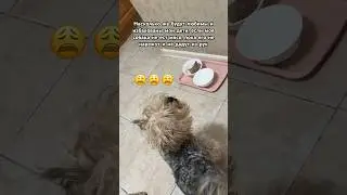 Такая избалованная, но такая любимая собака 