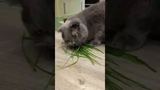 ❤️ДЫМОК И СВЕЖАЯ ТРАВКА😋 #cat #кошки #вислоухие #влог