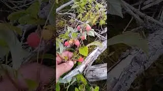 Я знайшов плантацію з дикою малиною.   День шостий.