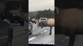 Reasons why moose kowtow 