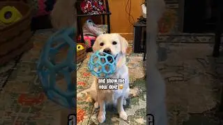 Do You Have A Dog!? 