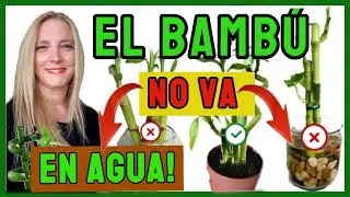 🎋el BAMBU NO va en AGUA⚠️CUIDADOS del BAMBU 🎋│BAMBU de la SUERTE. @VeronicaCampaniniPlantas