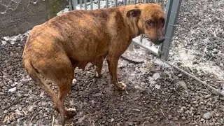 Mother dog didn't expect to be taken home with her puppies