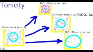 Will the cell shrink or swell?