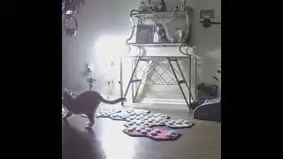 Dad’s Home, Billi’s Happy | BilliSpeaks