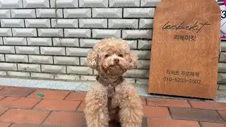 강아지 쿠키 만들러 온 복떠니