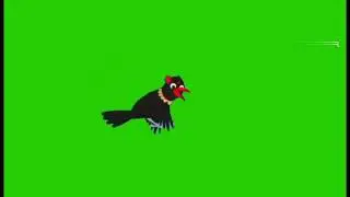 green screen crow/green screen crow flying/green screen crow video/ কাক ভিডিও/green screen crow bird