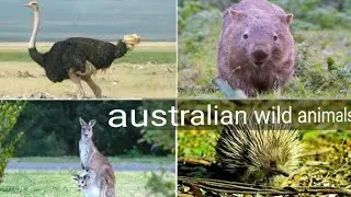 Australia wildlife documentary  | 8k | 4k