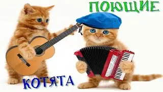 КОТЯТА МИЛО ПОЮТ / Приколы про котов