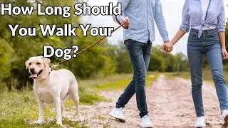 How Long Should You Walk Your Dog?