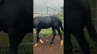 😍😍 #horse #horsea #funnyanimal #humor #fashion #funnyhorse #equestrian #funnypet #funny#animalsounds