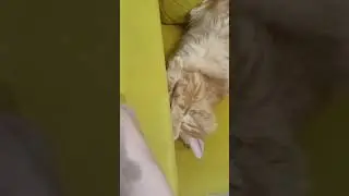 пельмень