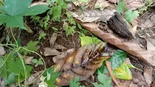 Ambil Cengkeh Malah Banyak Nyamuk
