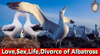 Albatross birds are accustomed to love just like humans