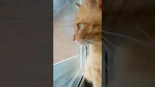 Слежу за Марсиком😘💓 Музыка Автора @simb