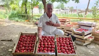 "ЭКОЛОГИК ТОЗА" PEMBOLA F1 ПОМИДОР ЕТИШТИРГАН ДЕХКОН.