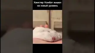 Хомяк Кликер Вышел На Новый Уровень #приколы #мем #рекомендации #edit #hamsterkombat #хомяк #нашютуб