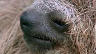 Documental // Animales Sobrenaturales // Relaciones de Convivencia
