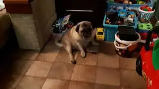 Мопс Не отзывается!!!