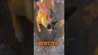 Hündin versucht, ihr Welpen zurückzuholen, nachdem dieser verstorben ist 😭💔
