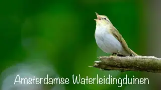 Vogels Amsterdamse Waterleidingduinen | 29 mei 2025 | Fluiter (Wood Warbler Phylloscopus sibilatrix)