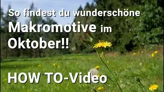 So findest du tolle Makromotive im Oktober - ein HOW TO-Video - ich nehme euch mit auf eine Wiese
