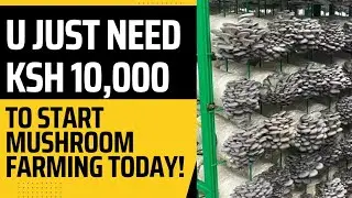 Start Mushroom Farming today with Ksh 10,000 #money #youth
