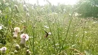 Вот она,редкая бабочка Валесина. Самка большой лесной перламутровки.