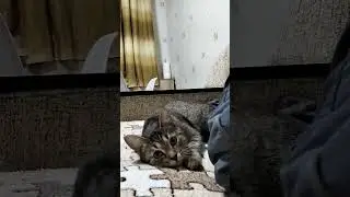 Как тигра делает? рык злого тигра! няша наша киса