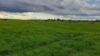 Стадо на новом поле🐄🐑