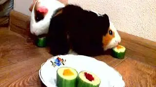 МОРСКИЕ СВИНКИ ЕДЯТ СУШИ! РЕЦЕПТ