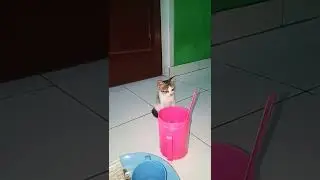 ibu kucing membawa anak kucing mencoba memanjat dan melewati jendela #youtubefeed #viral #fyp #cat