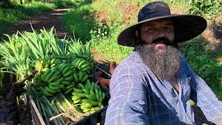 pulling up cassava, picking bananas a horse got sick