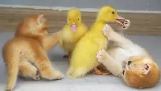 4 Tiny kittens and 3 little ducks || A Funny Time