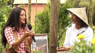Cómo distinguir de una aceite, extracto o tintura de plantas medicinales a una falsa- FADCAMPO